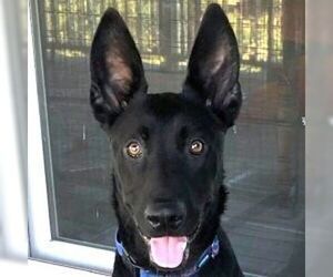 German Shepherd Dog Dogs for adoption in Cupertino, CA, USA