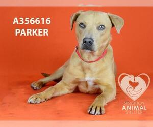 Labrador Retriever-Unknown Mix Dogs for adoption in Stockton, CA, USA