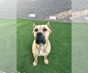 Mutt Dogs for adoption in Goodyear, AZ, USA