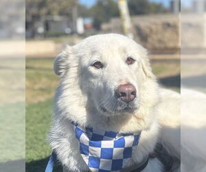 Great Pyrenees Dogs for adoption in Dallas, TX, USA