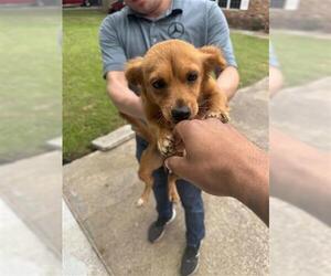 Chihuahua-Unknown Mix Dogs for adoption in Houston, TX, USA