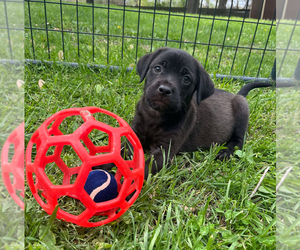 Labbe Dogs for adoption in Godfrey, IL, USA