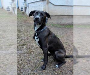 American Staffordshire Terrier-Unknown Mix Dogs for adoption in San Antonio, TX, USA