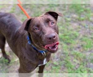 Labrador Retriever-Unknown Mix Dogs for adoption in Brooklyn, NY, USA
