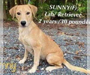 Labrador Retriever Dogs for adoption in pomfret, CT, USA