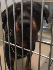 Rottweiler Dogs for adoption in Silver Spring, MD, USA