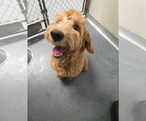 Labrador Retriever-Unknown Mix Dogs for adoption in Glen Allen, VA, USA