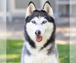 Siberian Husky Dogs for adoption in Camarillo, CA, USA