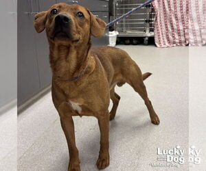 Labrador Retriever-Retriever  Mix Dogs for adoption in Washington, DC, USA