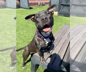 Mutt Dogs for adoption in San Francisco, CA, USA