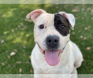 American Pit Bull Terrier Dogs for adoption in Downey, CA, USA