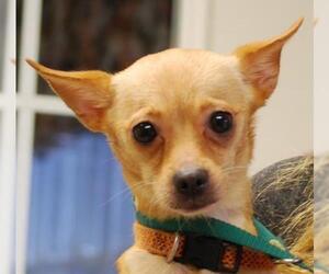 Chihuahua Dogs for adoption in Chesapeake City, MD, USA