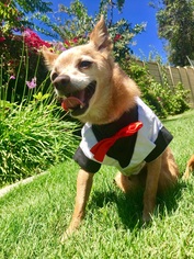 Chihuahua Dogs for adoption in Carlsbad, CA, USA