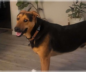 German Shepherd Dog-Unknown Mix Dogs for adoption in Dallas, TX, USA