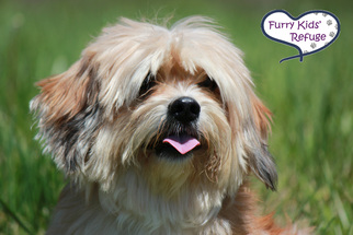 Shih Apso Dogs for adoption in Lee's Summit, MO, USA