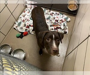 Labrador Retriever-Unknown Mix Dogs for adoption in Fort Wayne, IN, USA