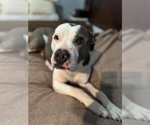 American Pit Bull Terrier-Unknown Mix Dogs for adoption in Oklahoma City, OK, USA