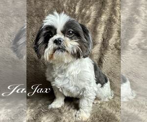 Shih Tzu-Unknown Mix Dogs for adoption in Grafton, WI, USA