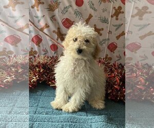 Goldendoodle (Miniature) Dogs for adoption in HOPKINSVILLE/PRINCETON, KY, NH, USA
