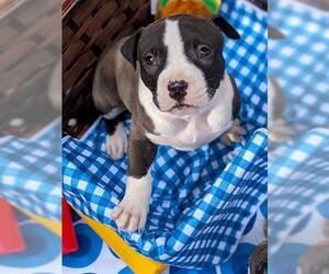 Staffordshire Bull Terrier-Unknown Mix Dogs for adoption in Brighton, CO, USA