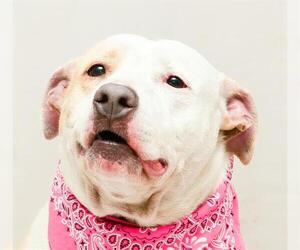 American Pit Bull Terrier-Unknown Mix Dogs for adoption in Sanford, FL, USA