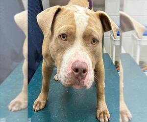 Staffordshire Bull Terrier-Unknown Mix Dogs for adoption in Mobile, AL, USA