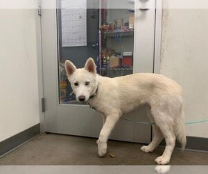 Siberian Husky-Unknown Mix Dogs for adoption in Berkeley , CA, USA