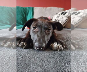 Labrador Retriever Dogs for adoption in Jackson Township, NJ, USA