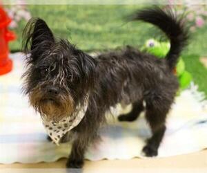 Medium Photo #1 Mutt Puppy For Sale in South Lake Tahoe, CA, USA