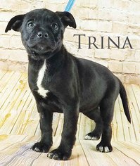 Boglen Terrier Dogs for adoption in Griffin, GA, USA