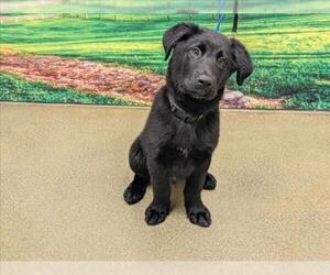 Labrador Retriever-Unknown Mix Dogs for adoption in Moreno Valley, CA, USA