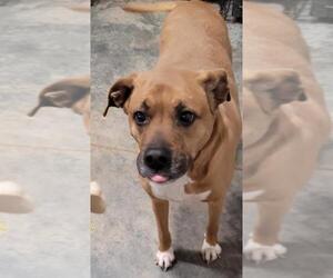 Boxer Dogs for adoption in Thomasville, NC, USA