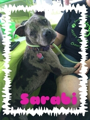 Catahoula Leopard Dog-Unknown Mix Dogs for adoption in Jacksonville, FL, USA