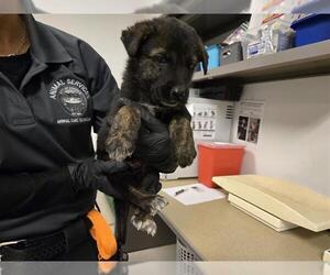 Dutch Shepherd -Labrador Retriever Mix Dogs for adoption in Corona, CA, USA
