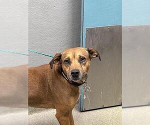 American Pit Bull Terrier-Unknown Mix Dogs for adoption in Las Vegas, NV, USA