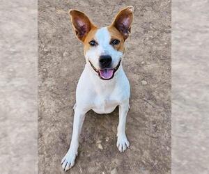 American Pit Bull Terrier Dogs for adoption in Sacramento, CA, USA