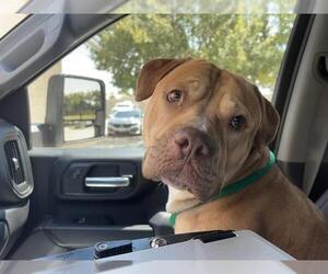 American Bulldog-Unknown Mix Dogs for adoption in Grand Prairie, TX, USA