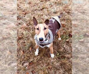 Bull Terrier Dogs for adoption in Landenberg, PA, USA