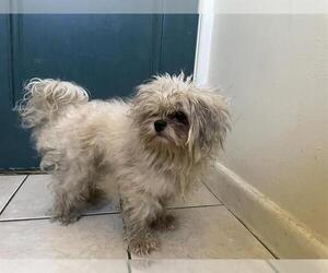 Maltipoo Dogs for adoption in Pasadena, CA, USA