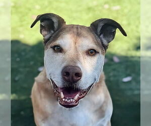 Labrador Retriever-Unknown Mix Dogs for adoption in Pasadena, CA, USA