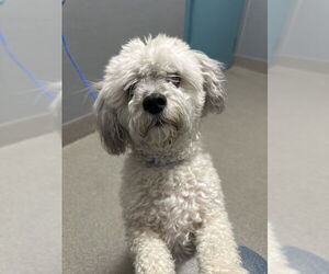 Maltipoo Dogs for adoption in Las Vegas, NV, USA