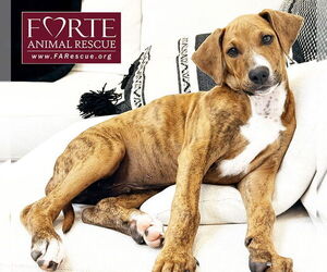 Plott Hound-Rhodesian Ridgeback Mix Dogs for adoption in Marina del Rey, CA, USA