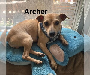 Chihuahua-Unknown Mix Dogs for adoption in Topeka, KS, USA