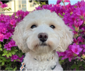 Maltipoo Dogs for adoption in San Ramon, CA, USA