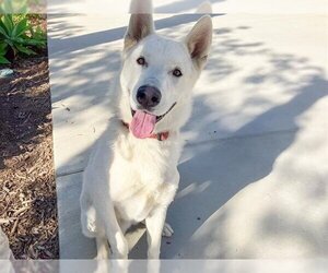 Siberian Husky Dogs for adoption in Orange, CA, USA