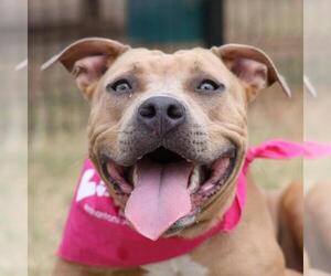 American Staffordshire Terrier-Unknown Mix Dogs for adoption in San Antonio, TX, USA