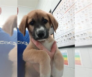 Labrador Retriever-Unknown Mix Dogs for adoption in Corpus Christi, TX, USA