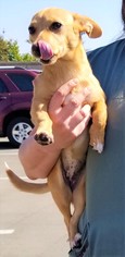Pembroke Welsh Corgi Dogs for adoption in Arlington, WA, USA