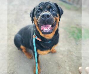 Rottweiler Dogs for adoption in Long Beach, CA, USA