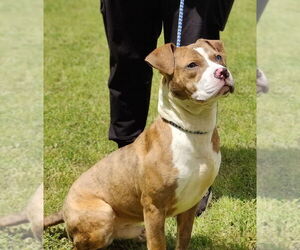 American Pit Bull Terrier Dogs for adoption in Talladega, AL, USA